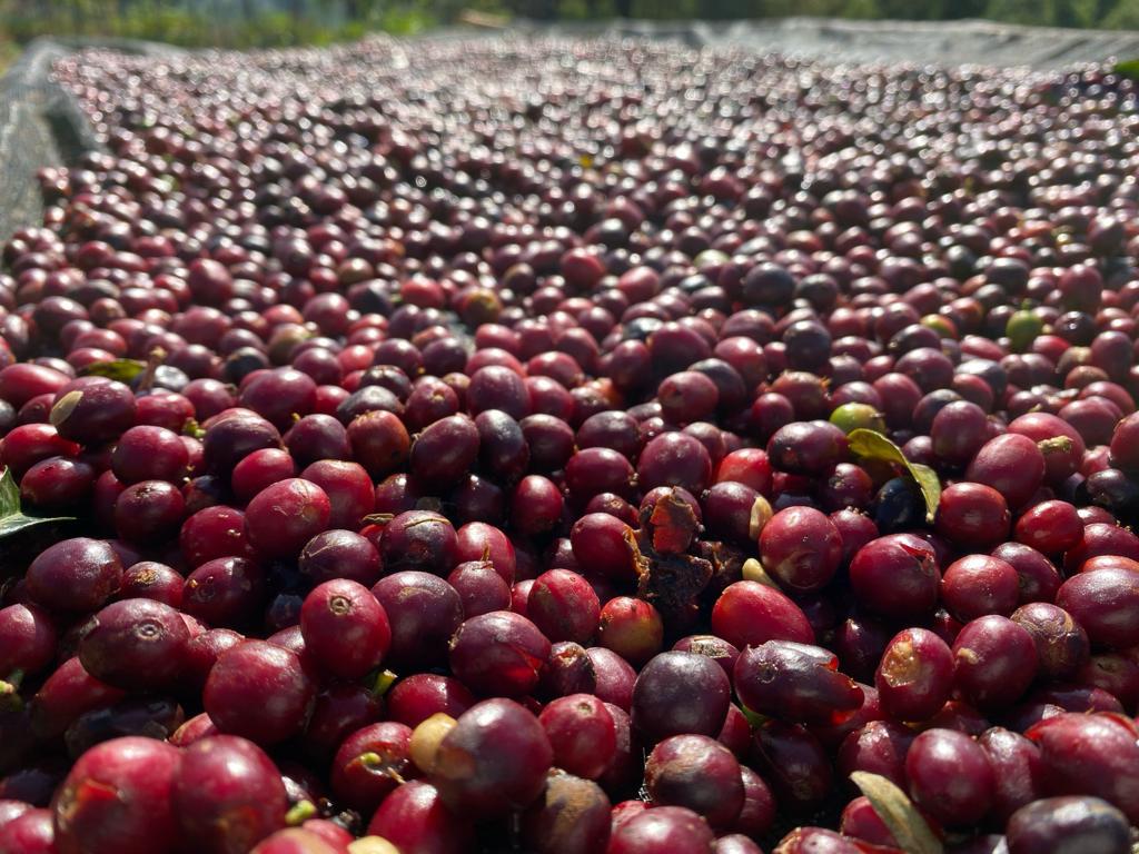 Ethiopia Agamosa