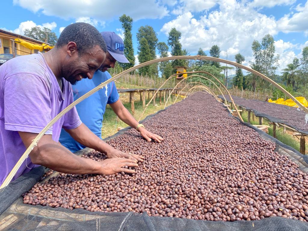 Ethiopia Agamosa