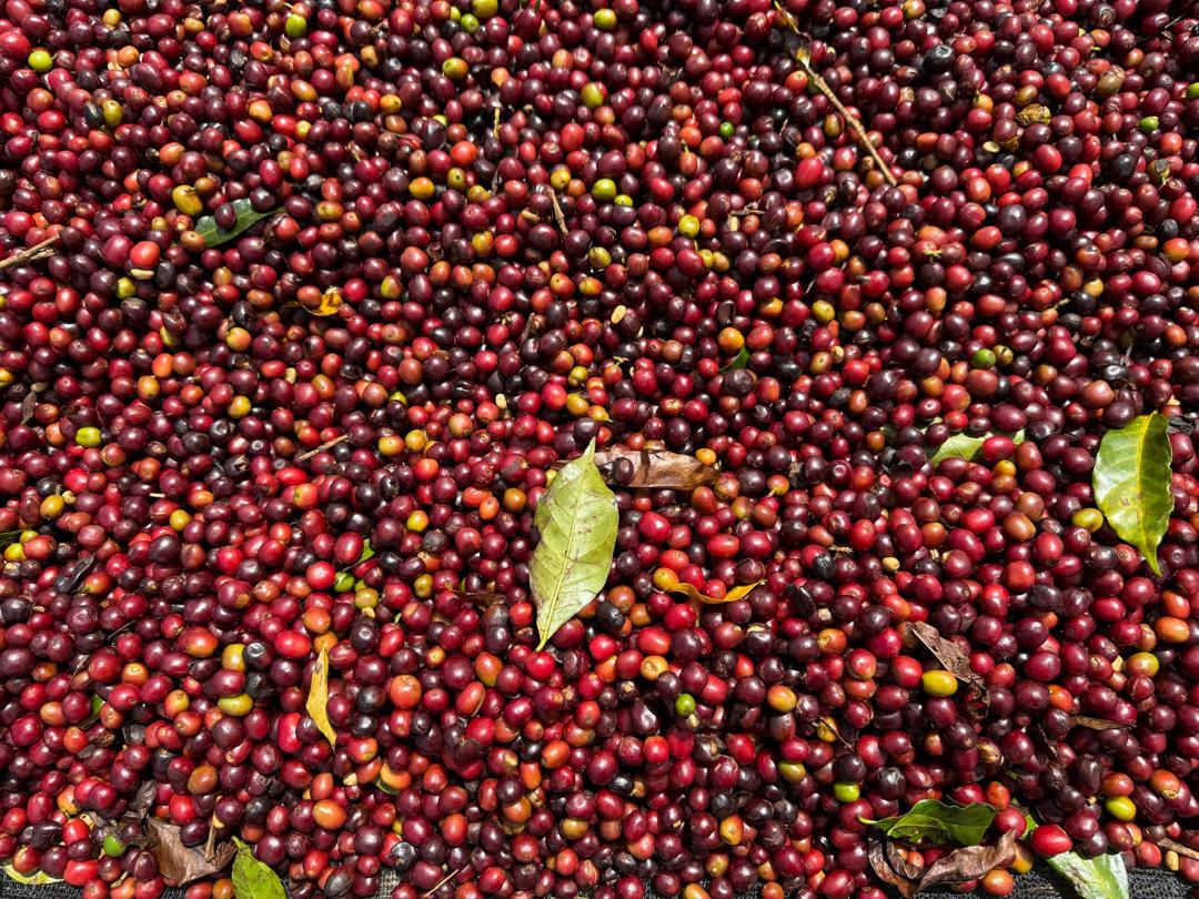 Ethiopia Agamosa