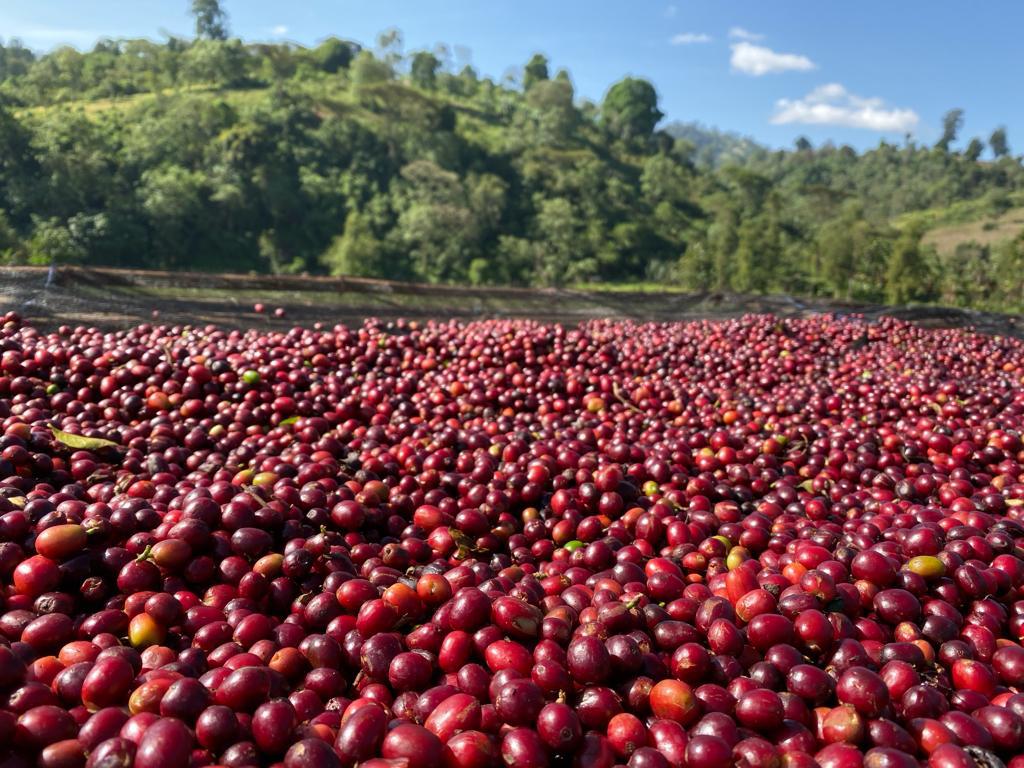 Ethiopia Agamosa